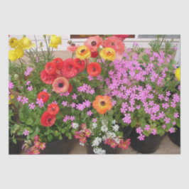 Papel De Seda Rannunculus Primavera Bulbs Birday Pink Garden