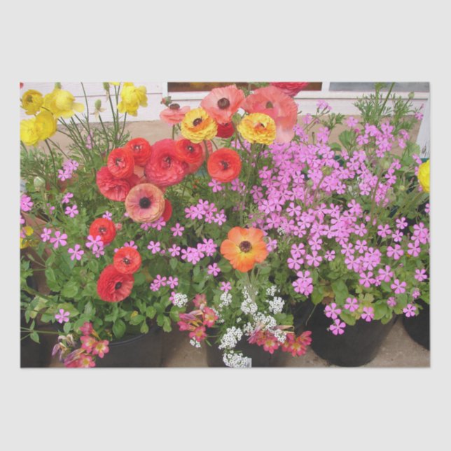 Papel De Seda Rannunculus Primavera Bulbs Birday Pink Garden (Anverso)