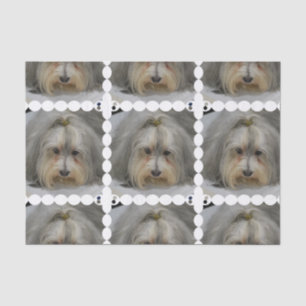Papel De Seda Raza del perro de Havanese