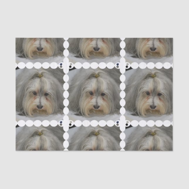 Papel De Seda Raza del perro de Havanese (Anverso)