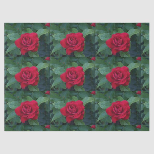Papel De Seda Red Rose Close (Anverso)