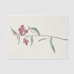 Papel De Seda Red Willowweed de Mary Vaux Walcott