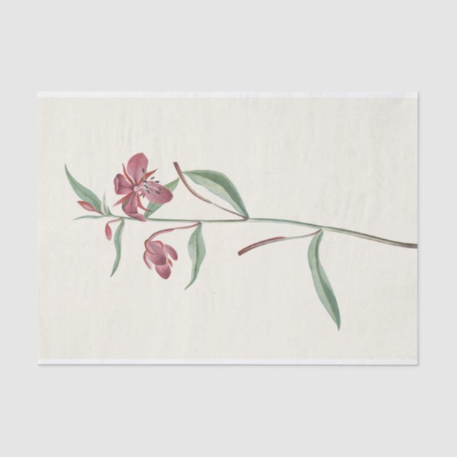 Papel De Seda Red Willowweed de Mary Vaux Walcott (Anverso)