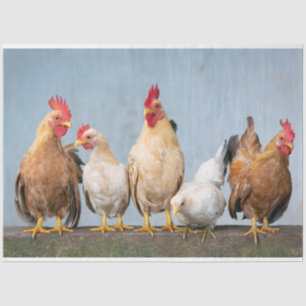 Papel De Seda Retrato caótico de pollo Parte 1