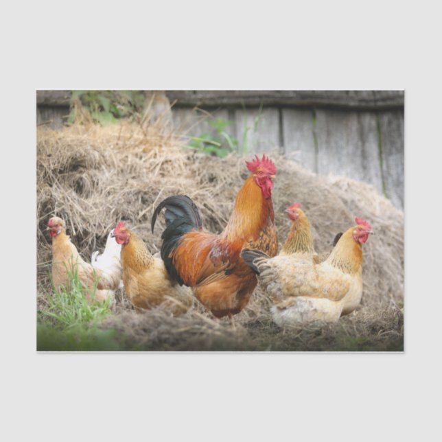 Papel De Seda Retrato caótico de pollo Parte 3 (Anverso)