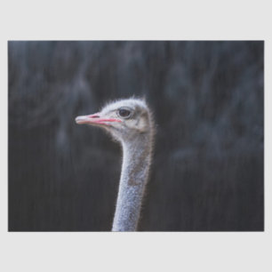 Papel De Seda retrato de avestruz
