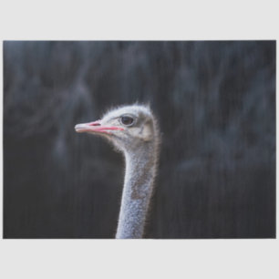 Papel De Seda retrato de avestruz