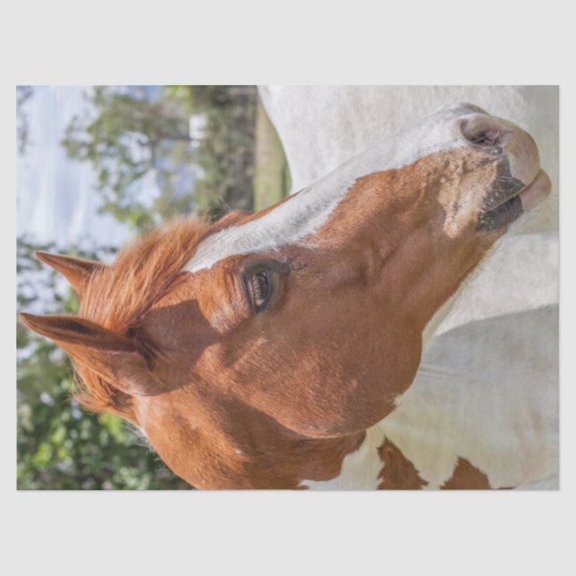 Papel De Seda Retrato de caballo de pintura (Anverso)