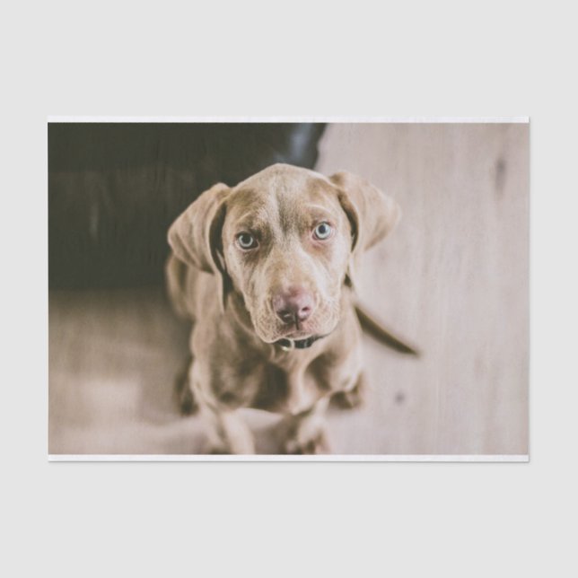 Papel De Seda Retrato de perro (Anverso)