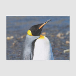 Papel De Seda Retrato pingüino