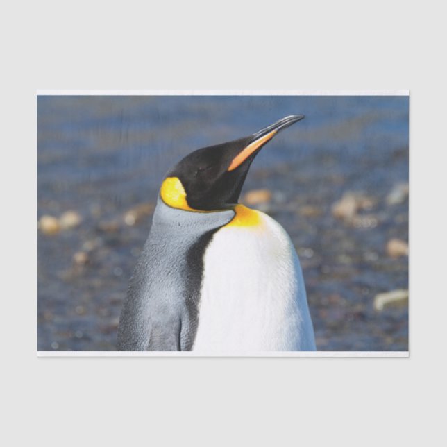 Papel De Seda Retrato pingüino (Anverso)
