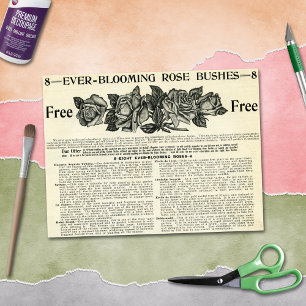 Papel De Seda Revista Anuncio de Arbusto de Rosa de Floración Et