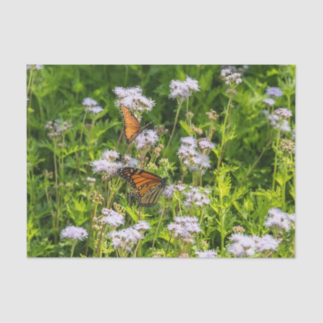 Papel De Seda Rey y reina (Anverso)