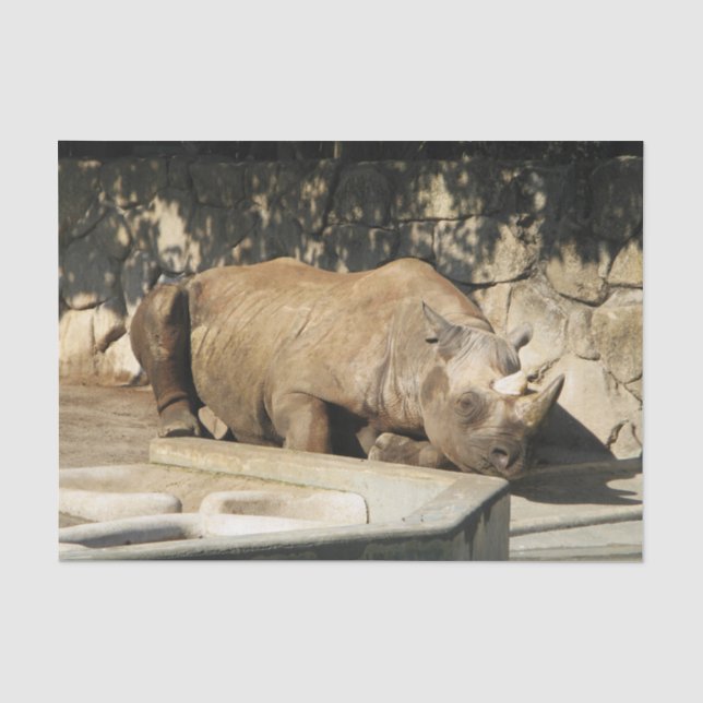 Papel De Seda Rhino durmiente (Anverso)