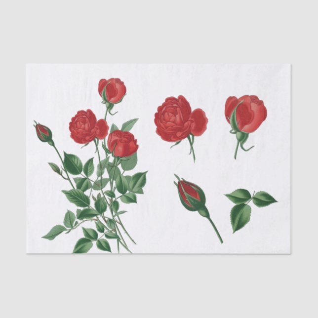 Papel De Seda Richísimas rosas rojas y brotes en un estilo vinta (Anverso)