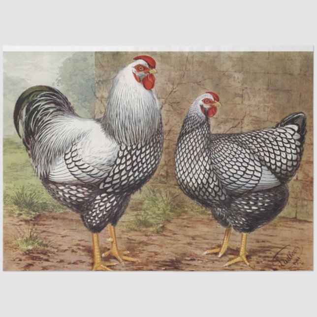 Papel De Seda Rooster de época y fiesta de gallina (Anverso)