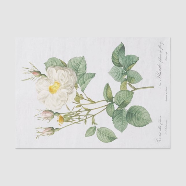 Papel De Seda Rosa alba foliacea (Anverso)