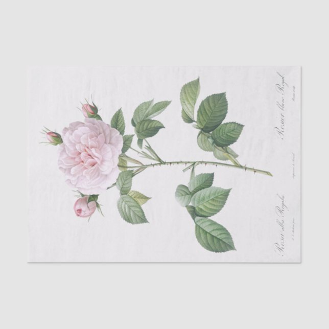 Papel De Seda Rosa alba regalis (Anverso)