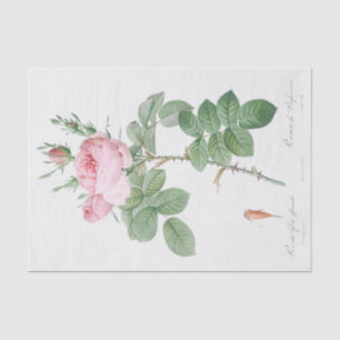 Papel De Seda Rosa bifera officinalis