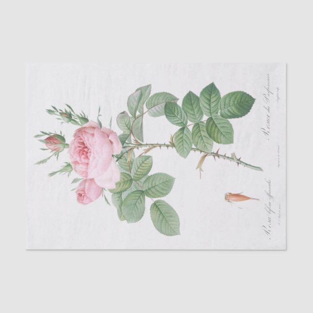 Papel De Seda Rosa bifera officinalis (Anverso)