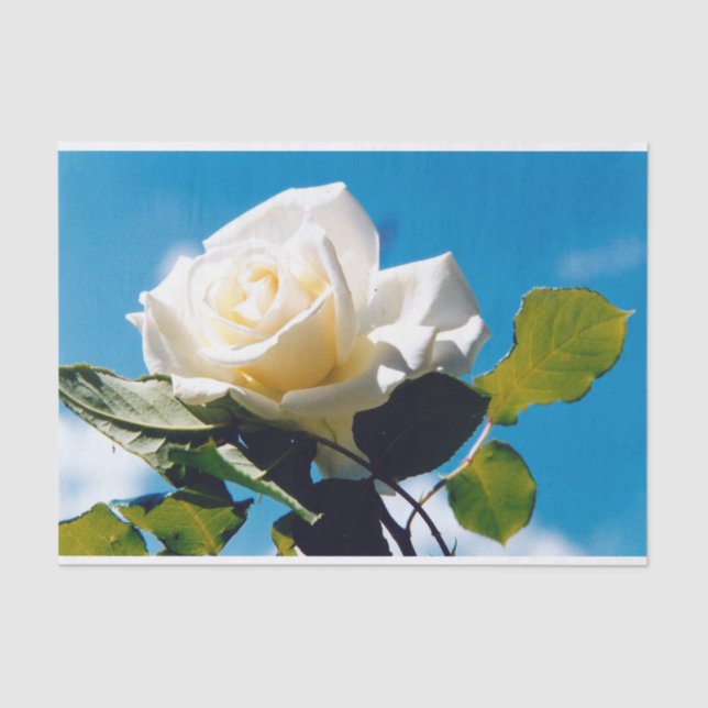 Papel De Seda Rosa blanca bajo cielo azul (Anverso)