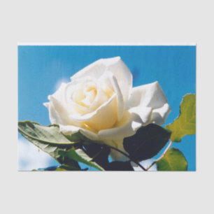 Papel De Seda Rosa Blanca - Celebrando la Vida