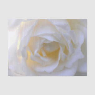 Papel De Seda Rosa blanca con enfoque suave