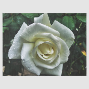 Papel De Seda Rosa blanca con fondo oscuro