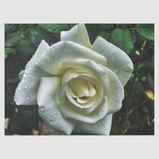 Papel De Seda Rosa blanca con fondo oscuro (Anverso)