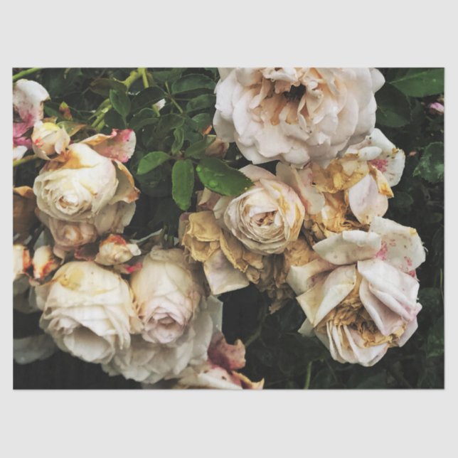 Papel De Seda Rosa blanca única (Anverso)