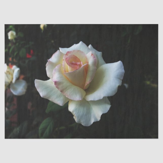 Papel De Seda Rosa blanca única (Anverso)