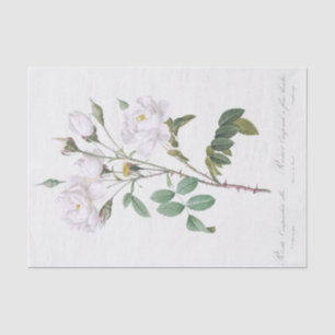 Papel De Seda Rosa campanulata alba