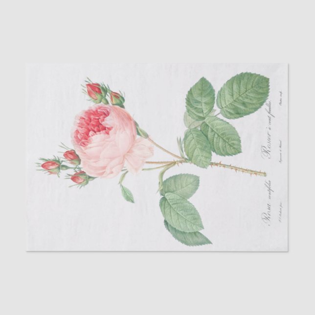 Papel De Seda Rosa centifolia (Anverso)