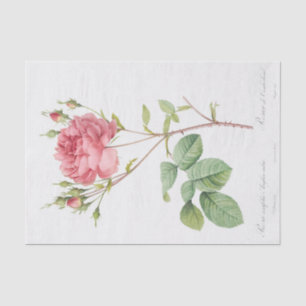 Papel De Seda Rosa Centifolia Anglica Rubra