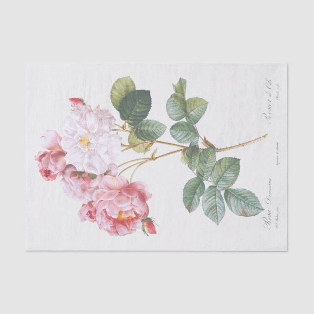 Papel De Seda Rosa damascena (Anverso)