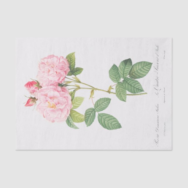 Papel De Seda Rosa damascena Italica (Anverso)