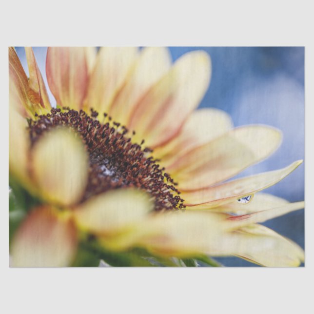 Papel De Seda Rosa de cerezo girasol (Anverso)