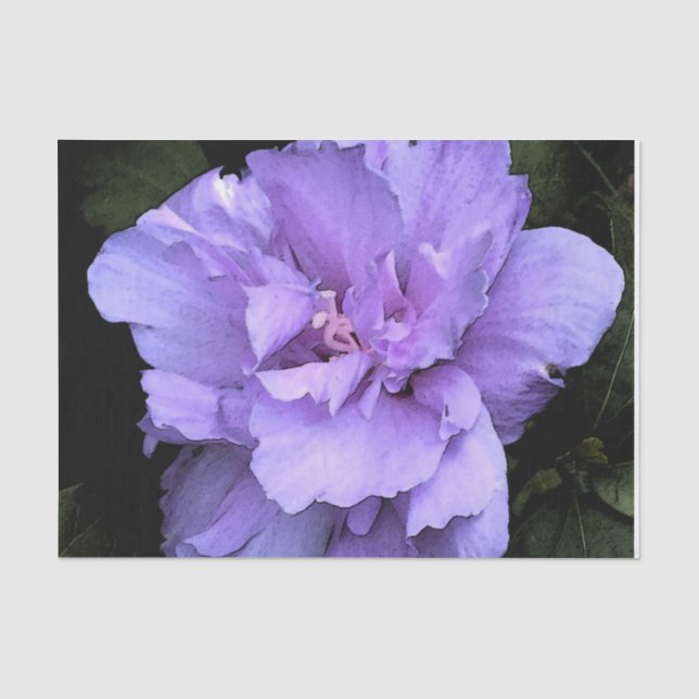 Papel De Seda Rosa de la lavanda de Sharon (Anverso)