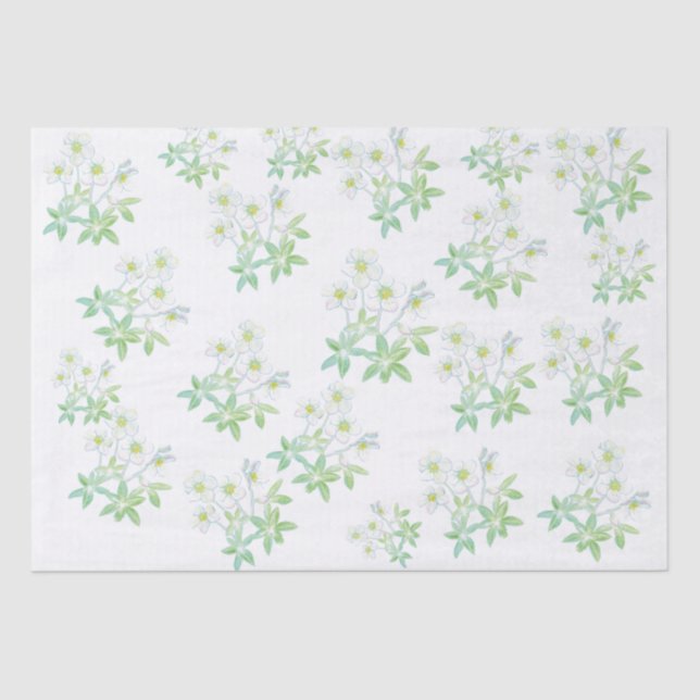 Papel De Seda rosa de navidades, Helleborus niger (Anverso)
