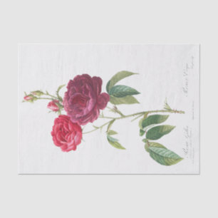 Papel De Seda Rosa gallica