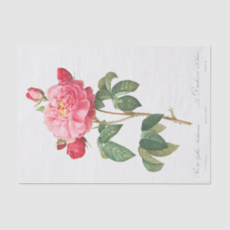 Papel De Seda Rosa Gallica Aurelianensis