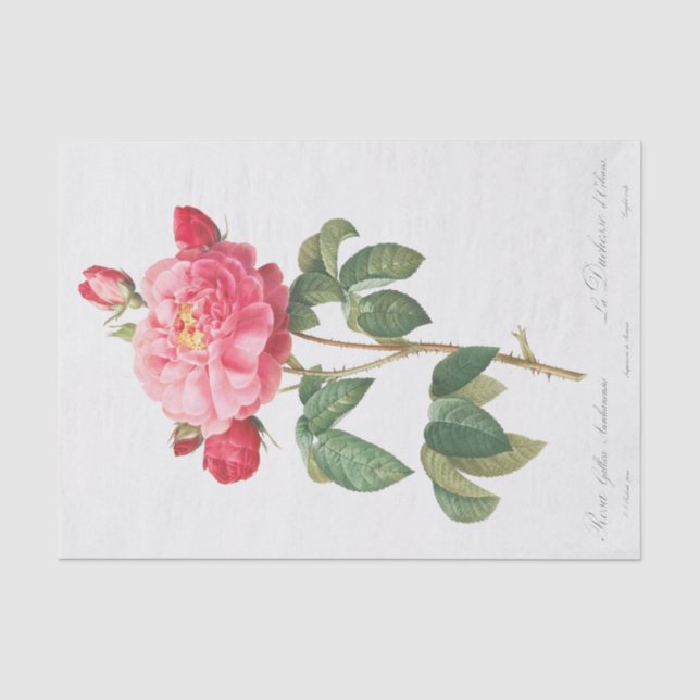 Papel De Seda Rosa Gallica Aurelianensis (Anverso)