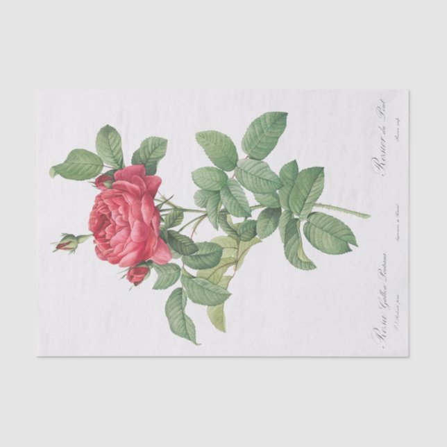 Papel De Seda Rosa gallica pontiana (Anverso)