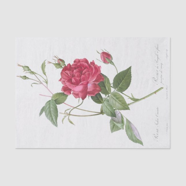 Papel De Seda Rosa indica cruneta (Anverso)