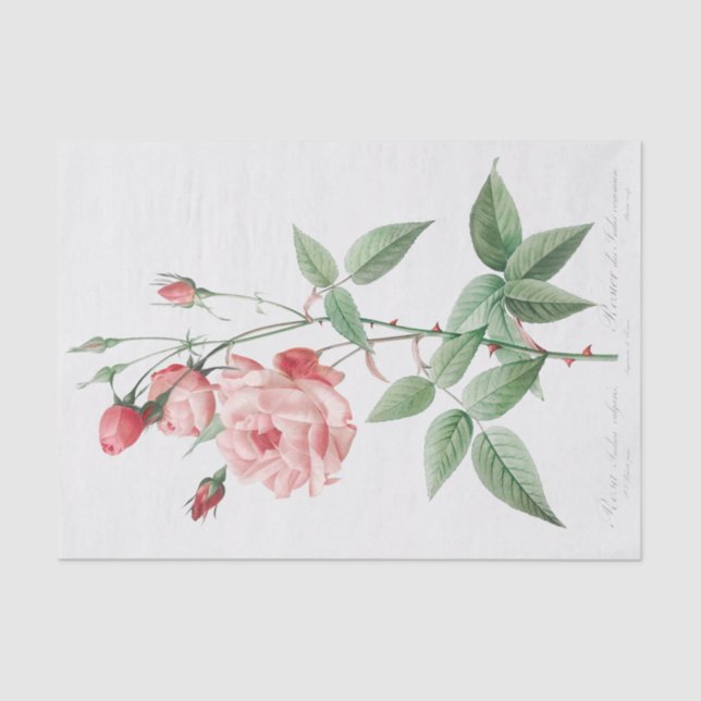 Papel De Seda Rosa Indica Vulgaris (Anverso)