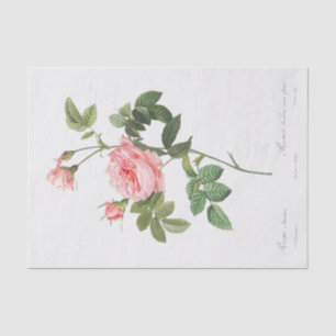 Papel De Seda Rosa Inermis