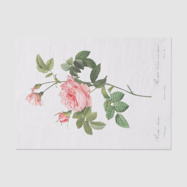 Papel De Seda Rosa Inermis (Anverso)