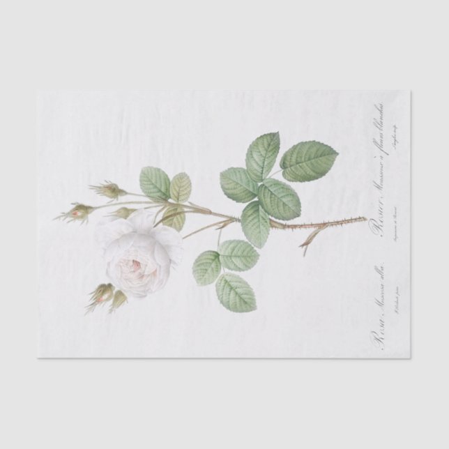 Papel De Seda Rosa muscosa alba (Anverso)