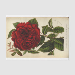 Papel De Seda Rosa roja de la descomposición de la efemera flora
