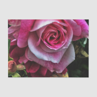 Papel De Seda Rosa rosa grande